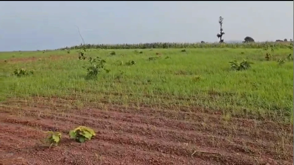 Khadaura, Sidhi, TEH-MAJHAULI, 4MJV+5Q7, Khadura, Madhya Pradesh 486666, India
