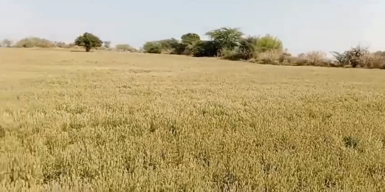C6V7+78 Baroda, Haryana, India