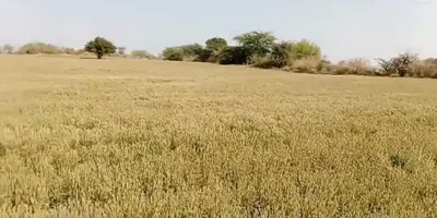 C6V7+78 Baroda, Haryana, India preview 3