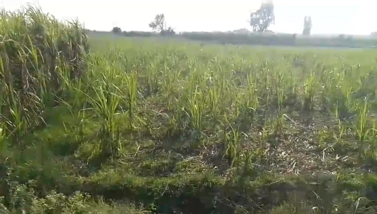 RMW3+QR Mullanpur Dakha, Punjab, India