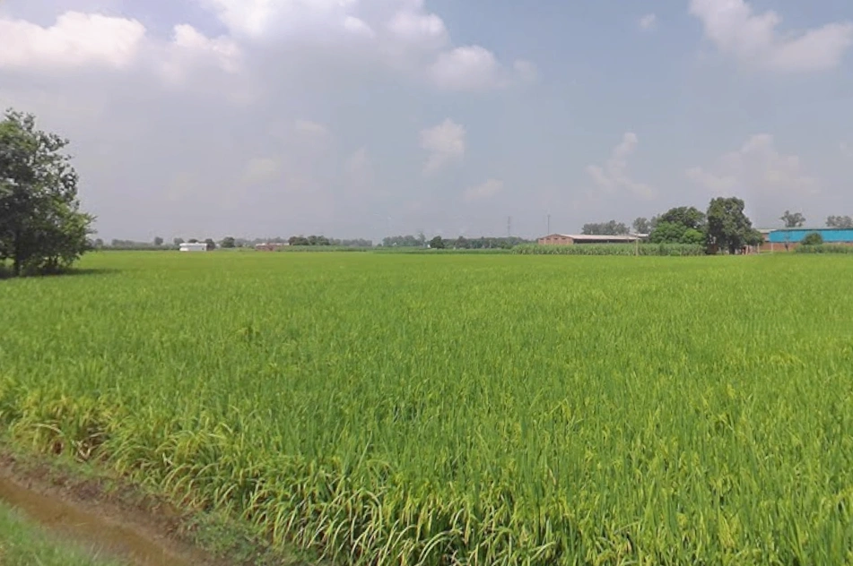 Buttar, Punjab 142040, India