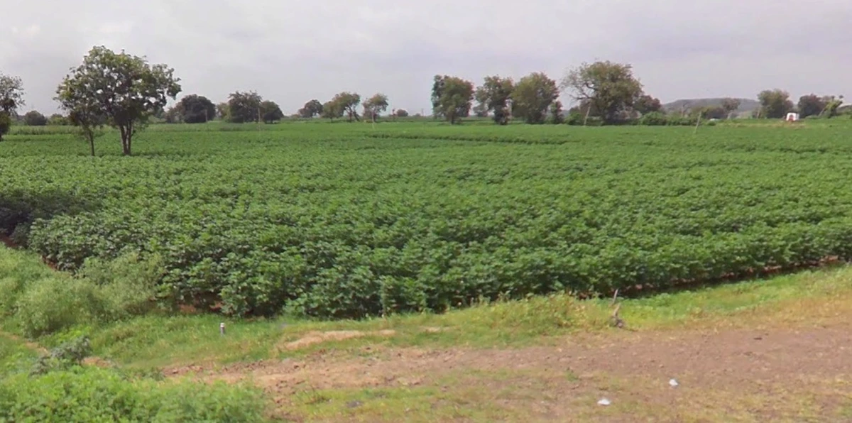 Borawan, Madhya Pradesh 451228, India