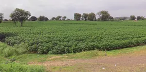 Borawan, Madhya Pradesh 451228, India preview 2