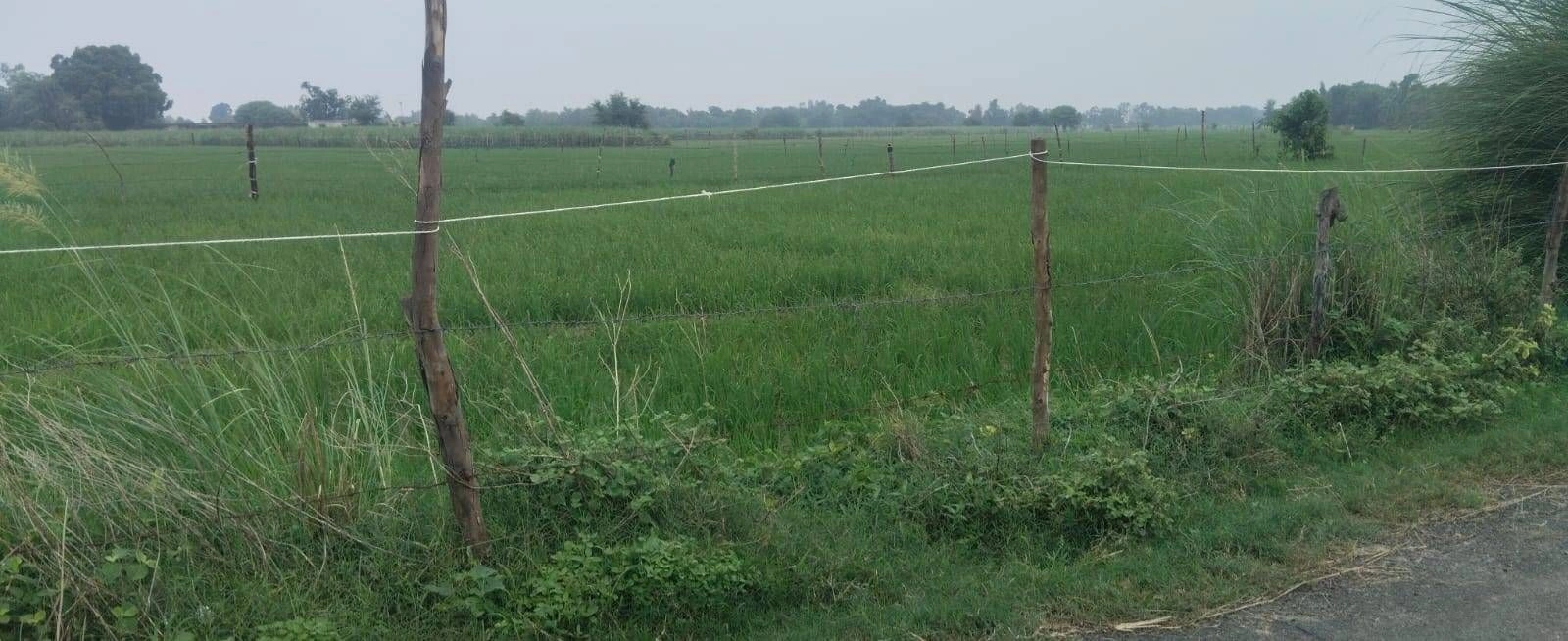 V53V+4P Kalyanpur, Gonda, Uttar Pradesh, India