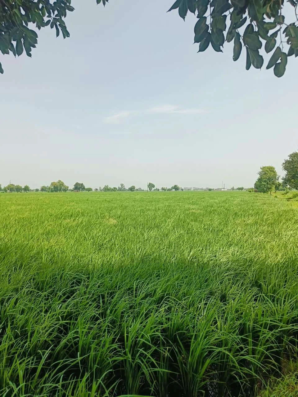 Bhudri, Mathura, Uttar Pradesh 281206, India - Photo 2