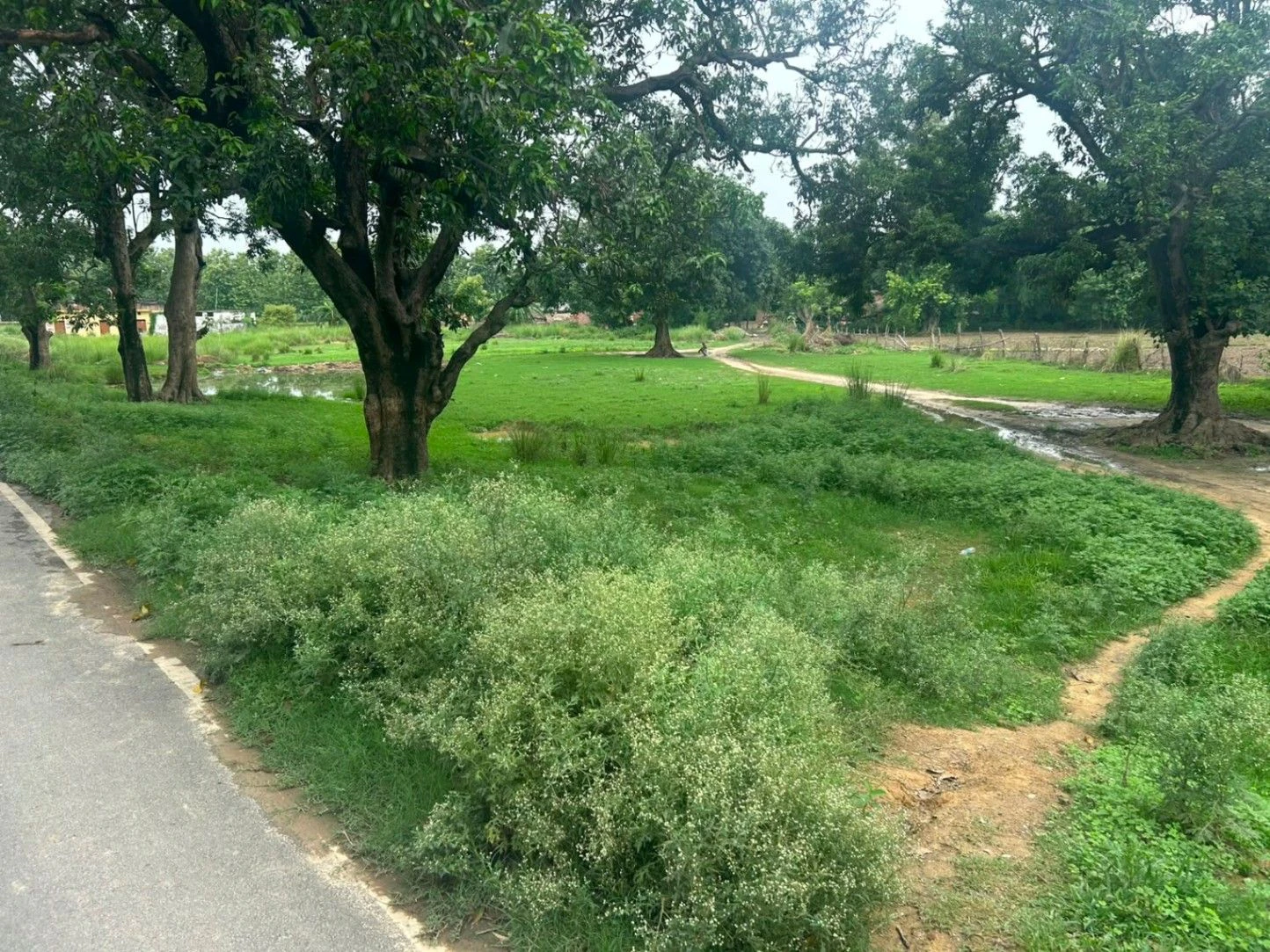 Mankapur-Sadullah Nagar Road, Gonda, Chaubepur, Uttar Pradesh, India