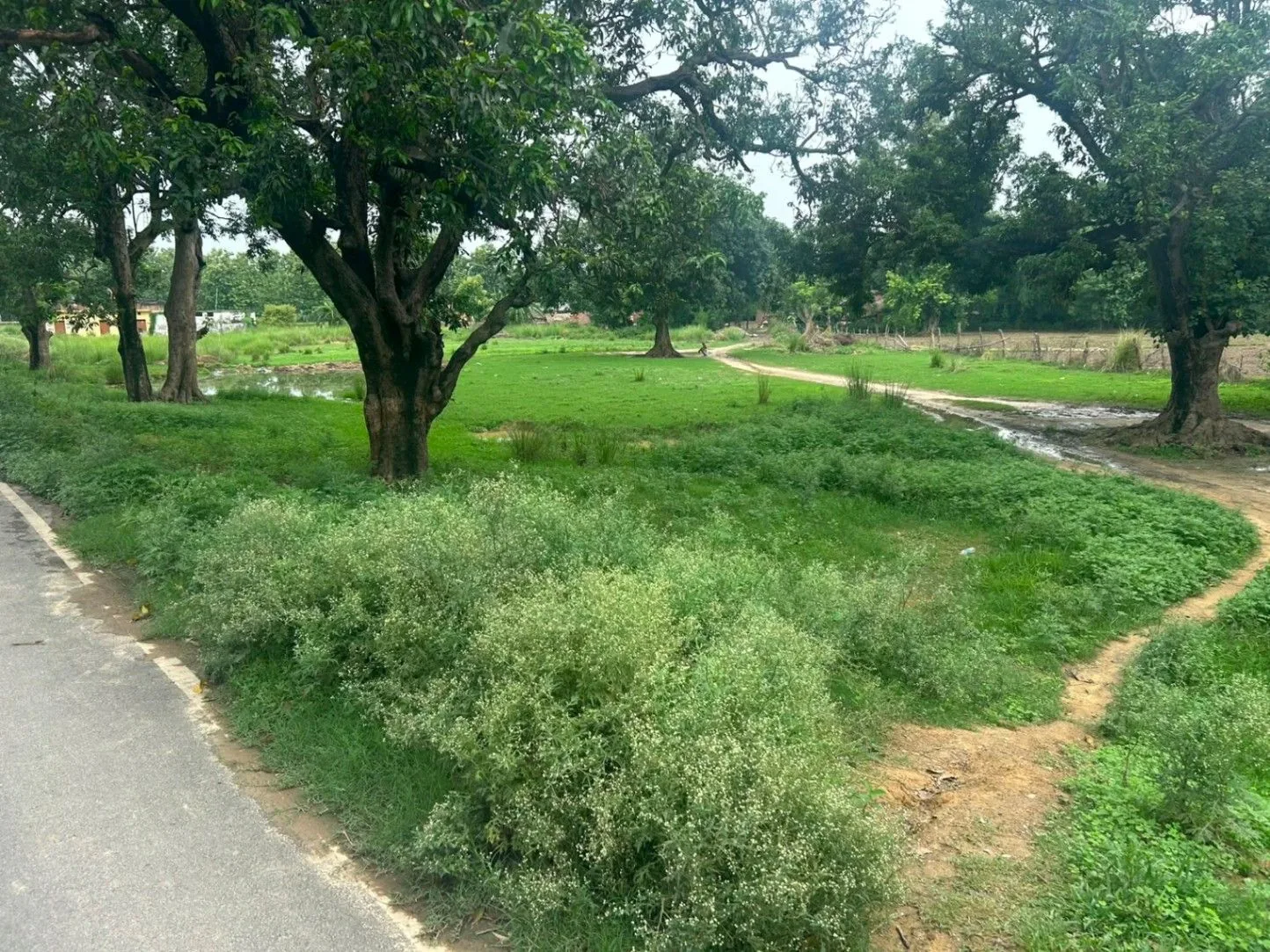 Mankapur-Sadullah Nagar Road, Gonda, Chaubepur, Uttar Pradesh, India