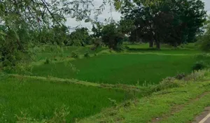 Kheer Sagar Nagar, Saraipali, Chhattisgarh 493558, India preview 2