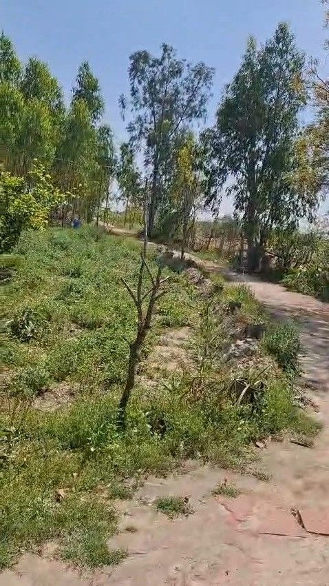 Sherpura, Sirsa, Haryana 125110, India preview 2