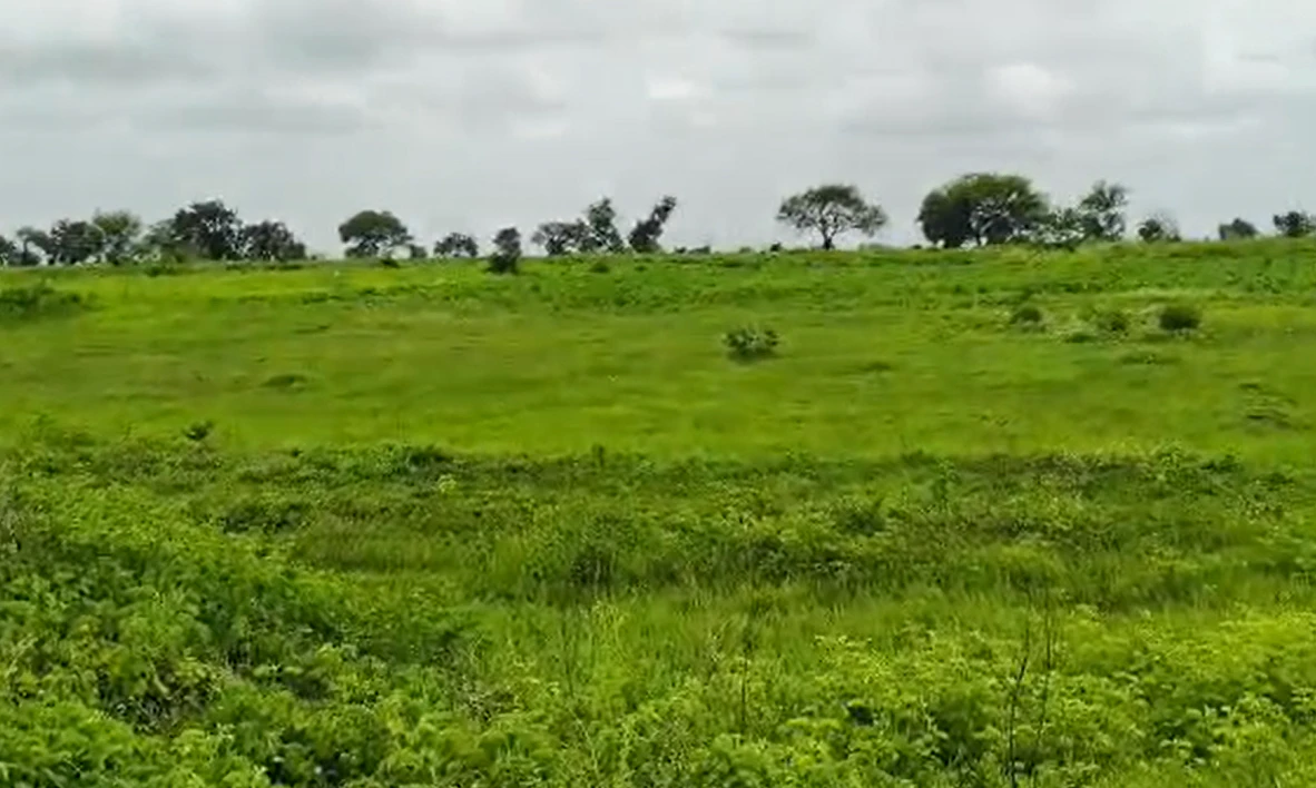 2JWP+7H7, Sangareddy, Mavinelli, Telangana 502286, India