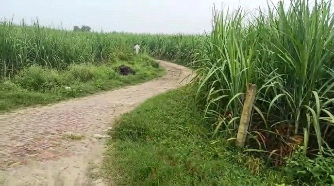 Mawana, Meerut, Uttar Pradesh, India