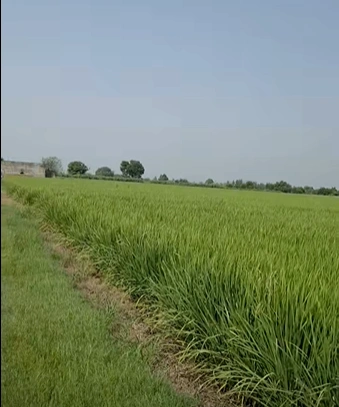 Nurpur Bedi, Rupnagar, Punjab 140117, India