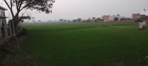 Govardhan, Uttar Pradesh, India preview 3