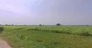 GCWX+7X3, Thanwala, Rajasthan 305026, India preview 2