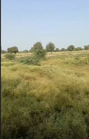 13, Sri Ganganagar, Gharsana, Rajasthan 335711, India - Photo 3