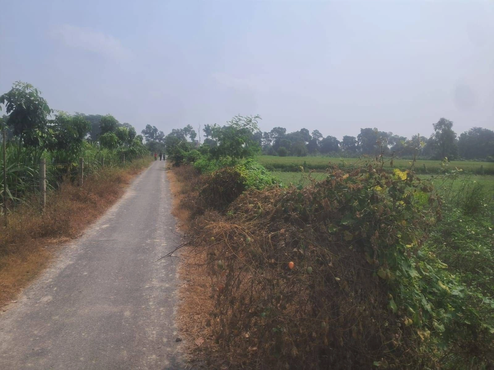 V69C+X9 Kajipur, Gonda, Uttar Pradesh, India