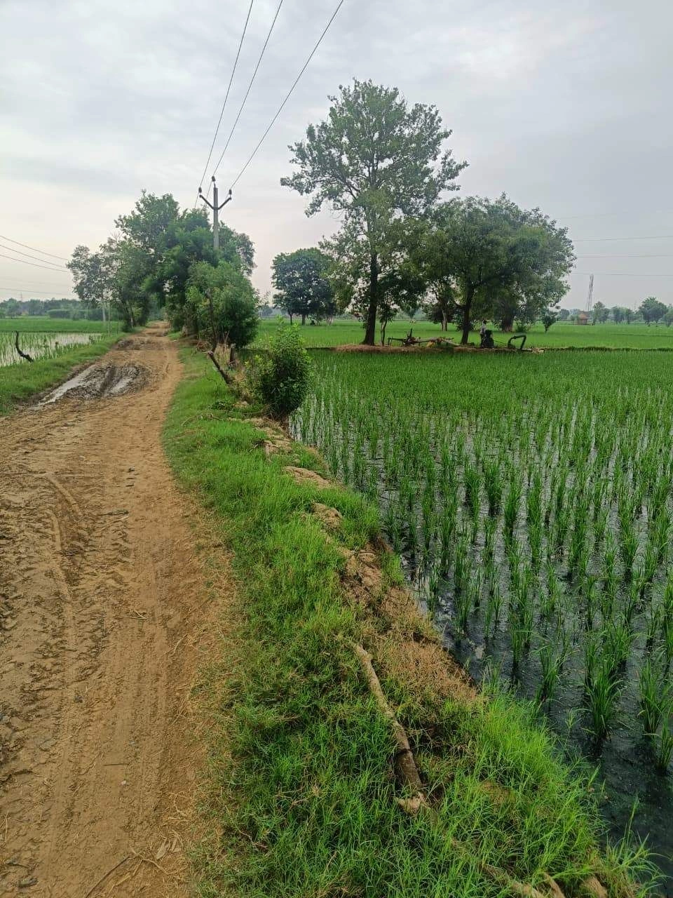 Bukharari, Mathura, Uttar Pradesh, India