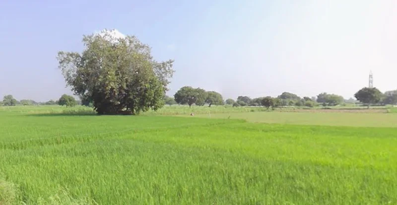 Dr. Ambedkar Nagar, Madhya Pradesh 453441, India preview 3