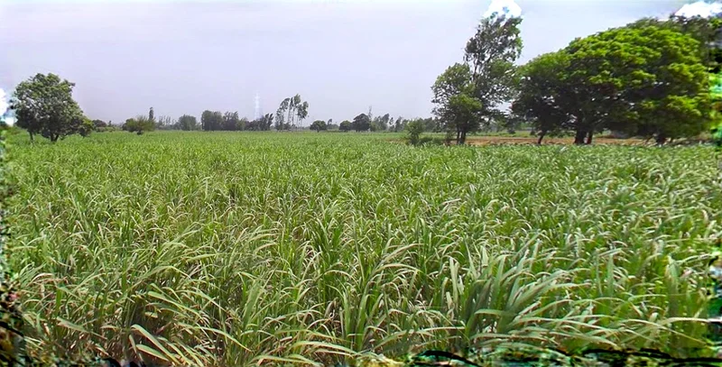 Ujjain, Madhya Pradesh, India preview 3