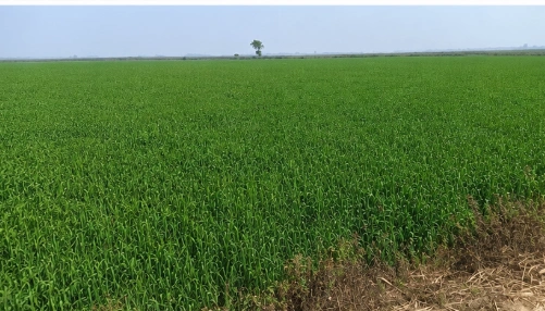 Nighasan, Lakhimpur Kheri, Uttar Pradesh 262903, India