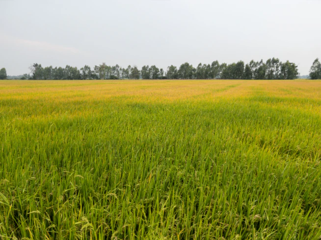 MQ77+P8R, NH 31, Dakshin Chak Maulani, Moulani, West Bengal 735302, India