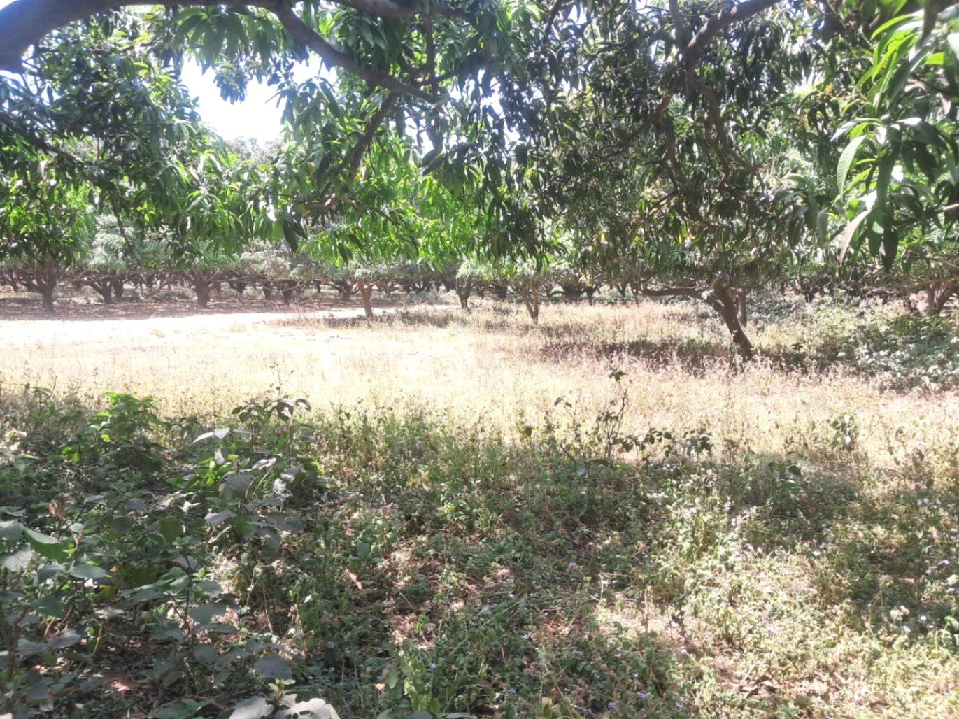 Rajla, Bihar, India