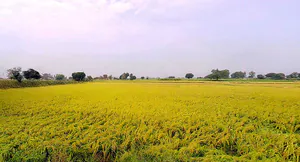 Jattari, Uttar Pradesh 202137, India preview 2