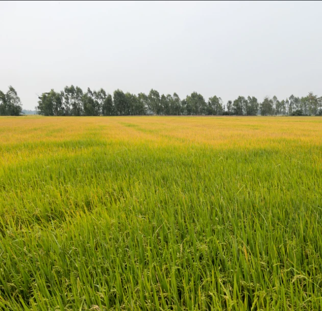 Thelkadih, Chhattisgarh 491444, India