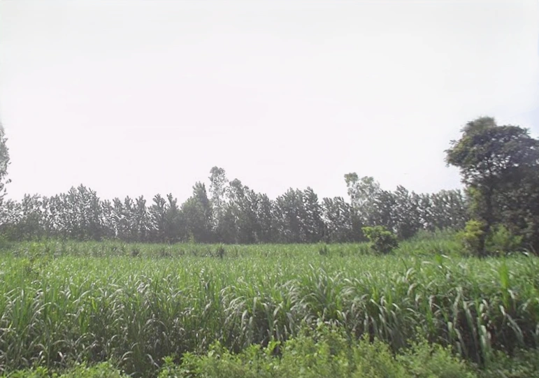 Nakur, Uttar Pradesh 247342, India