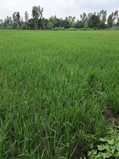 Powayan, Shahjahanpur, Uttar Pradesh 242401, India preview 2