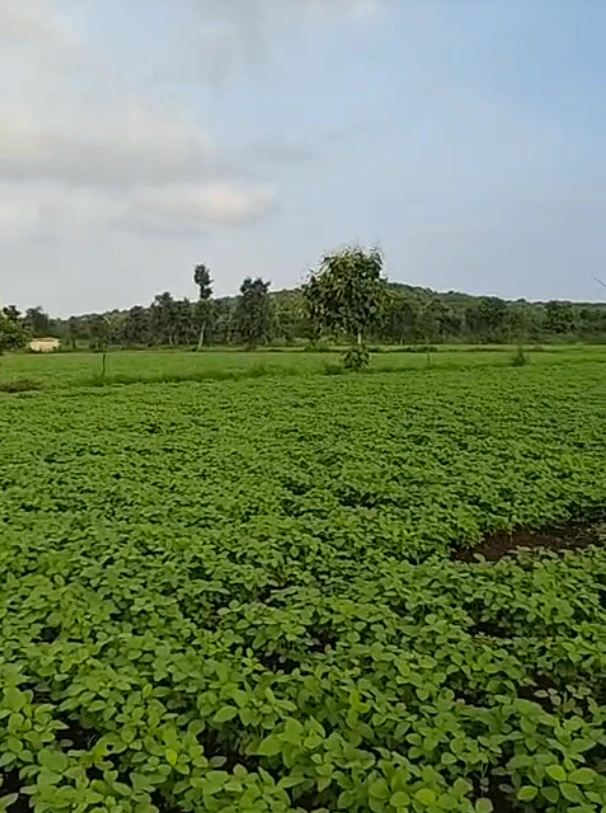 Huzur, Bhopal, Madhya Pradesh 462001, India