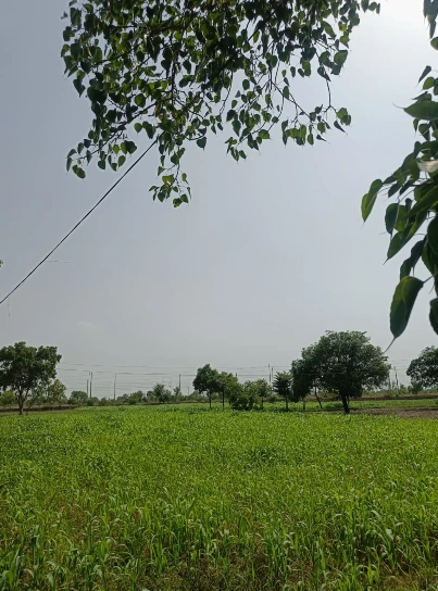 7592+WP Chandanpura, Bijnor, Uttar Pradesh, India