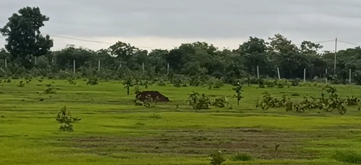 FRFM+RCX, Vikarabad, Kesaram, Telangana 501106, India - Photo 2