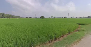 GJ SH 60, Saiyat, Gujarat 388225, India preview 2