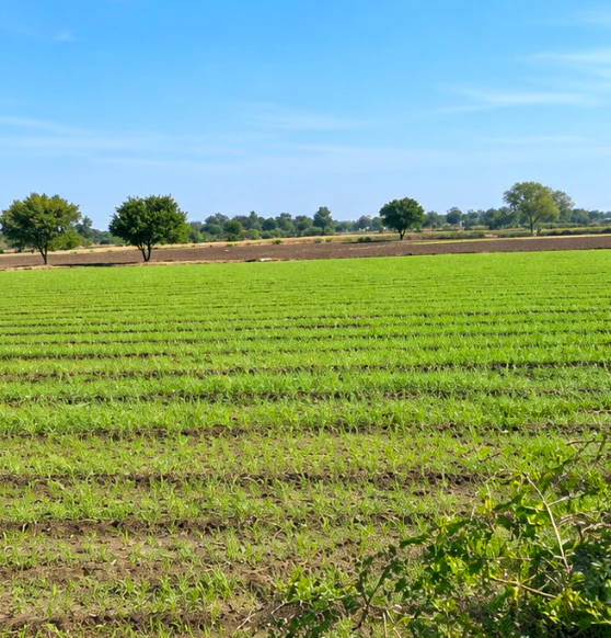 Bharhut, Umaria, Madhya Pradesh 484661, India