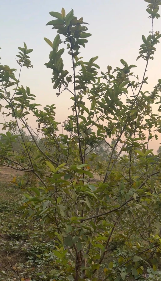 Gokulpur, Uttar Pradesh, India