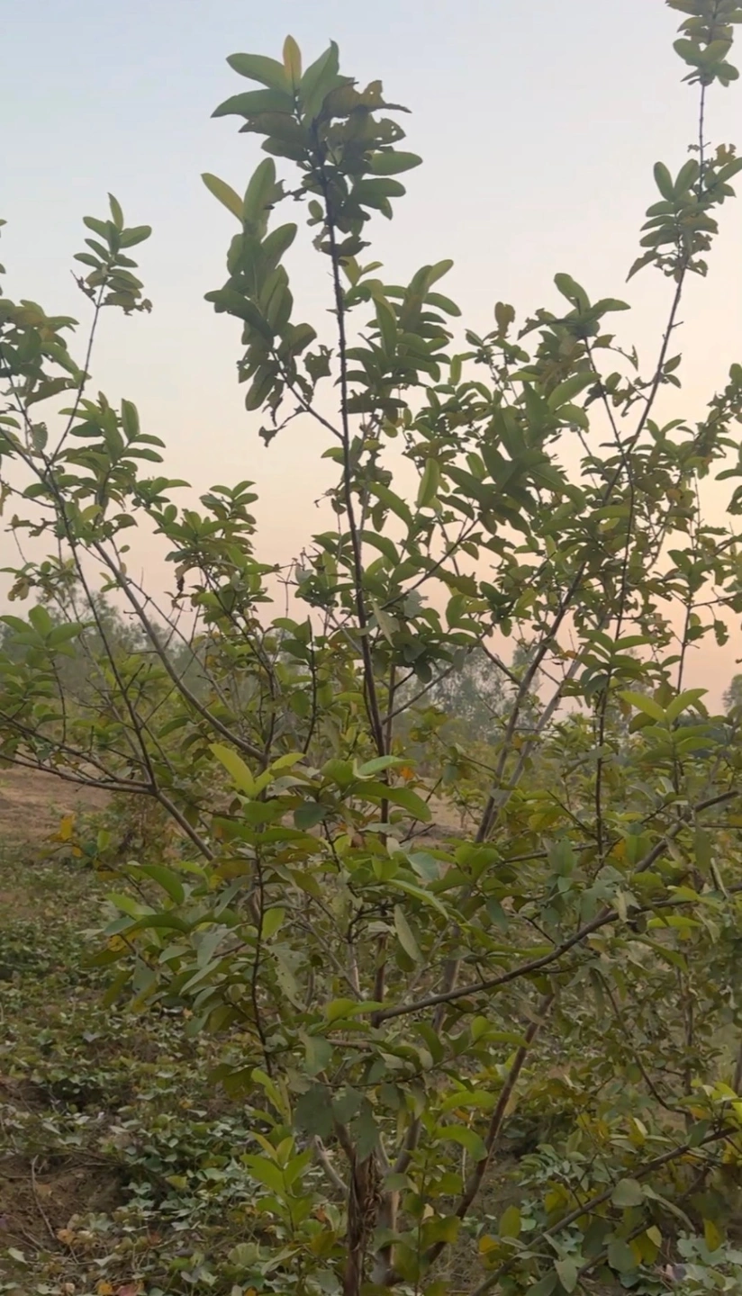 Gokulpur, Uttar Pradesh, India