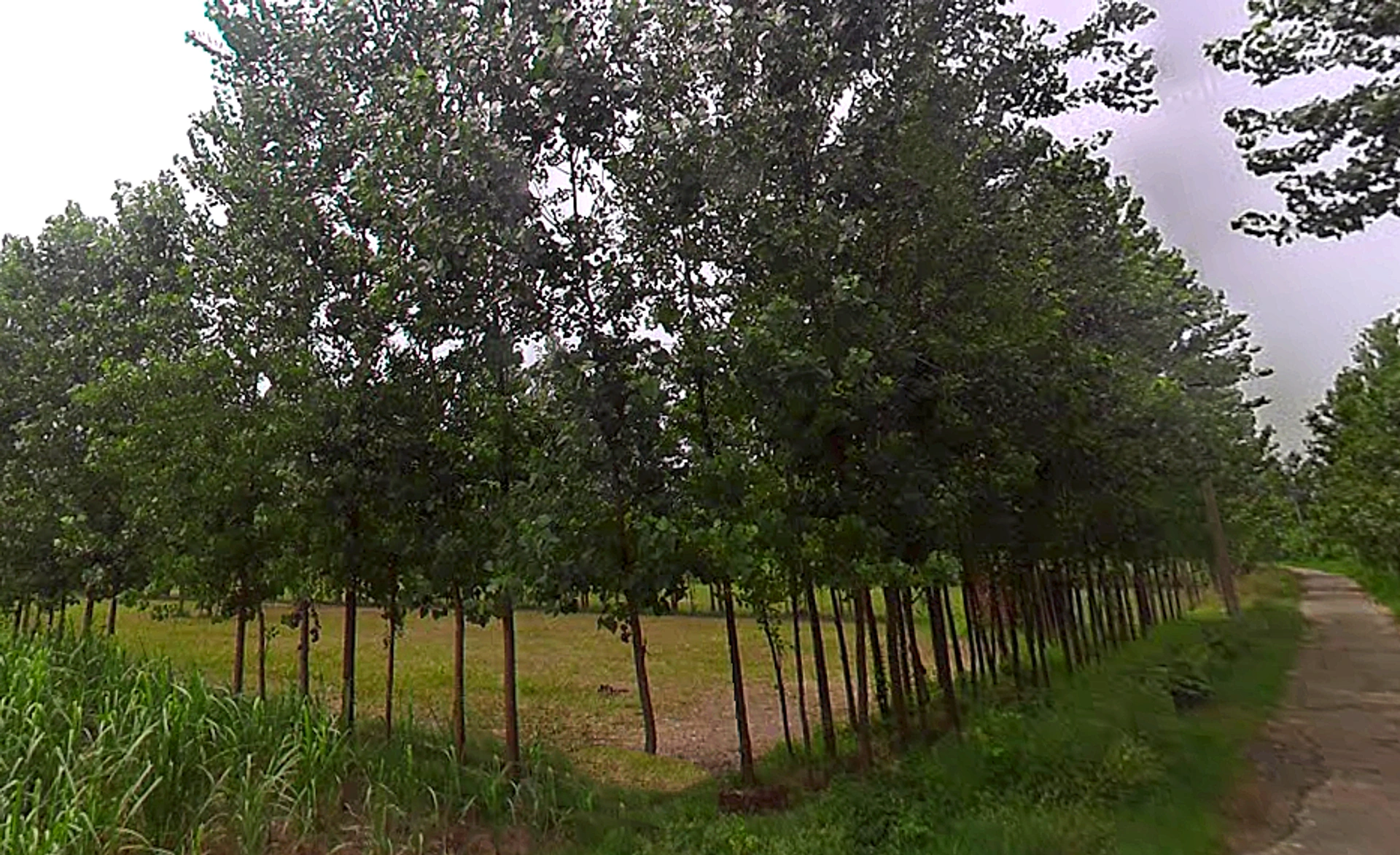 Salampur Gadda, Uttar Pradesh 247001, India