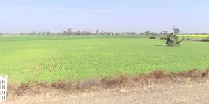 Kalwa, Madhya Pradesh, India preview 3