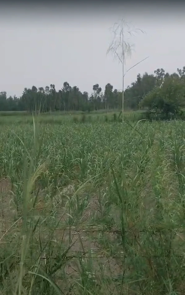 GXHW+QW6, Shamshabad Patti, Sirsa, Kelnian, Haryana 125055, India