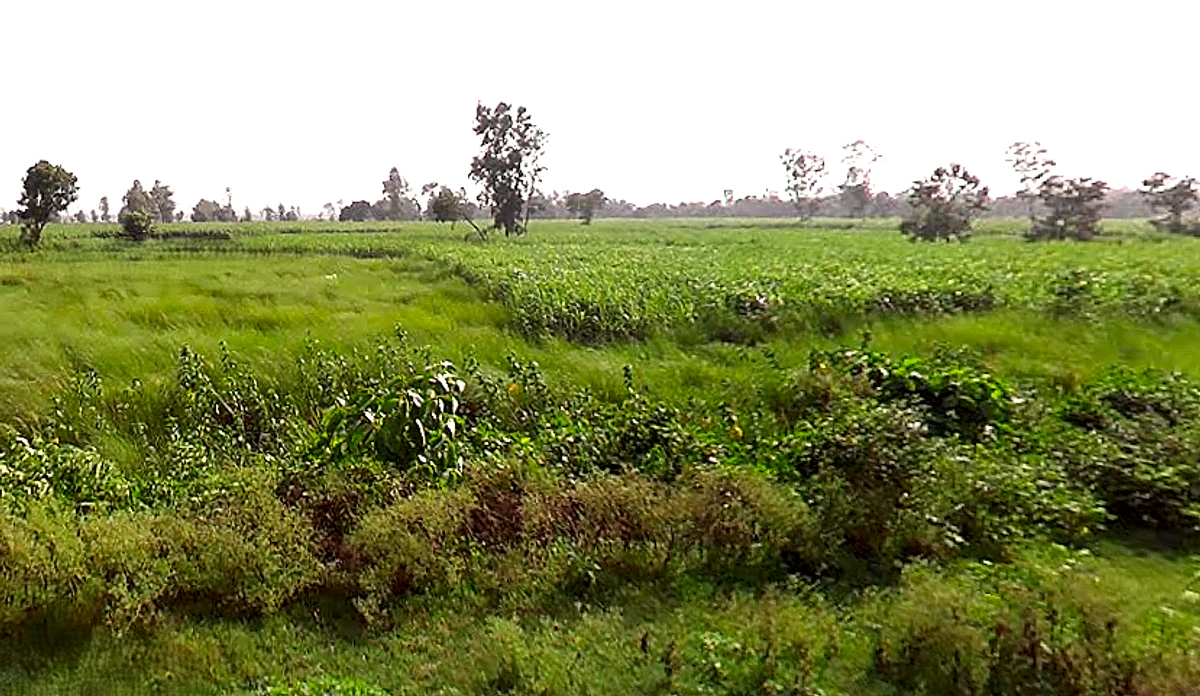 NH 730, Maharaj Nagar, Lakhimpur, Uttar Pradesh, India
