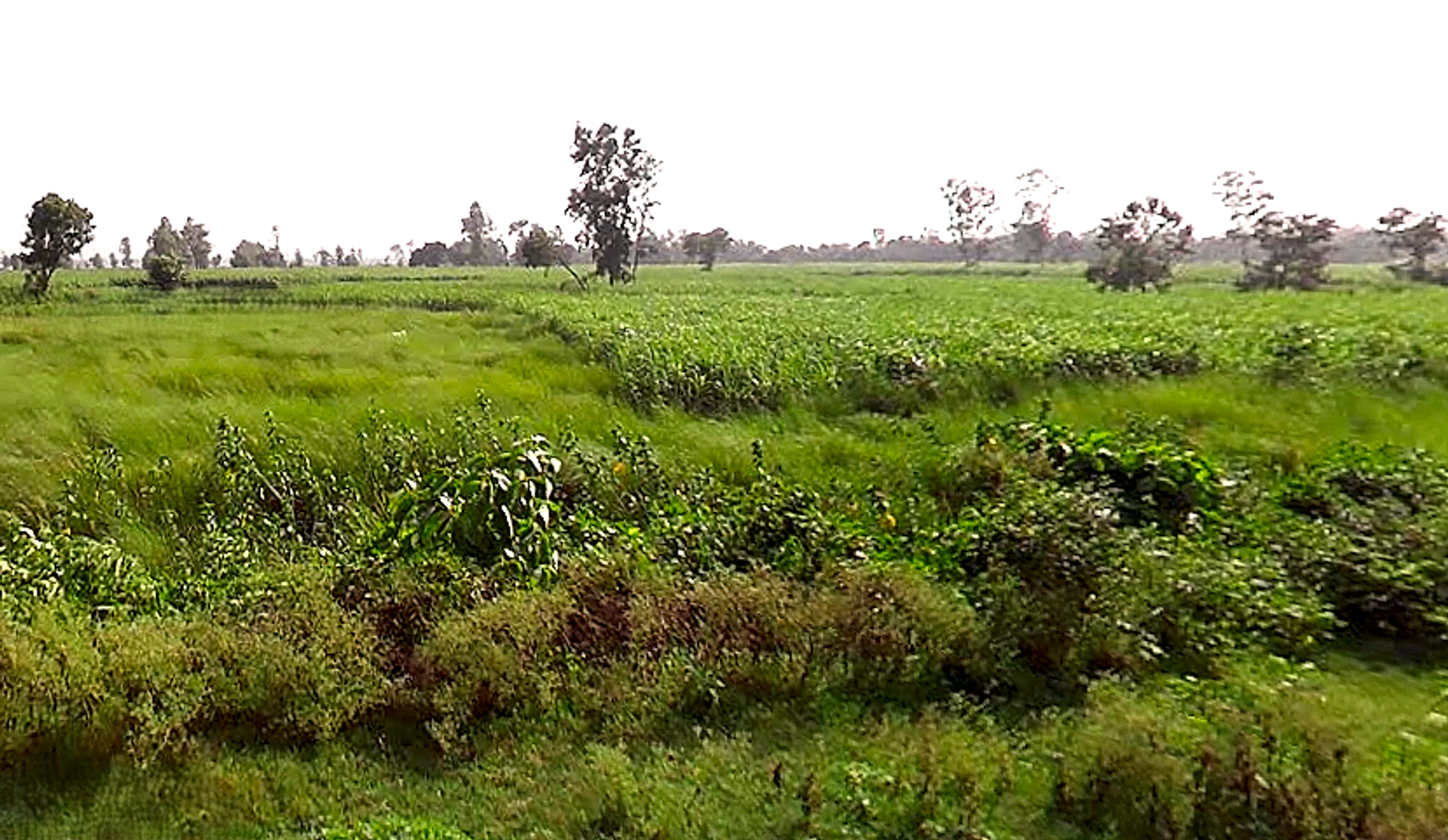 NH 730, Maharaj Nagar, Lakhimpur, Uttar Pradesh, India