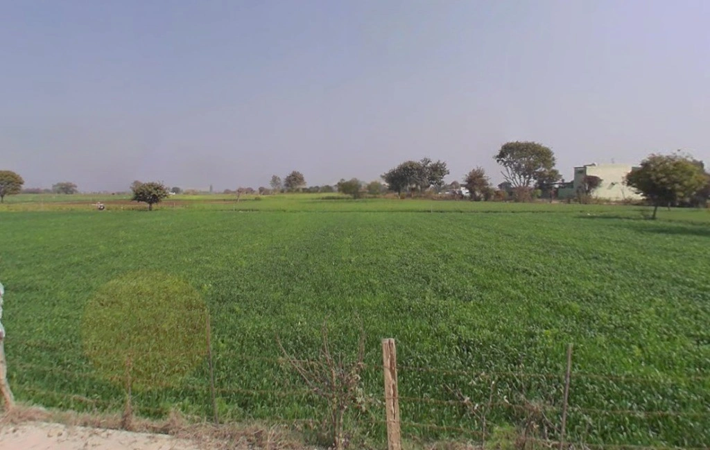 Bhadani, Haryana 124104, India