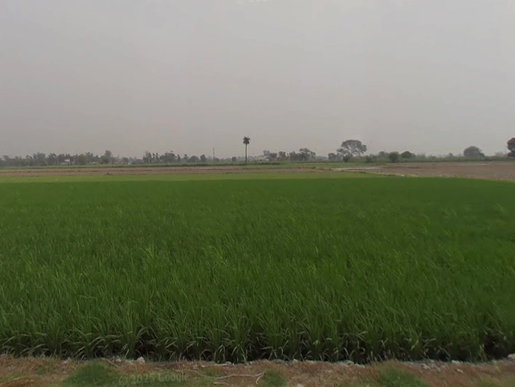 Shahabad Garhi, Uttar Pradesh 250406, India