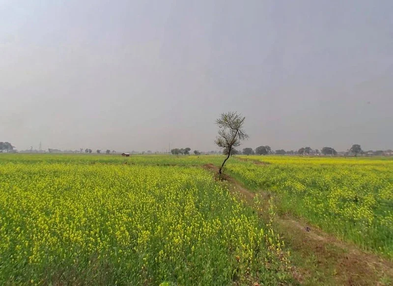 Rewa, Madhya Pradesh, India preview 3