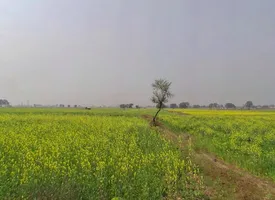 Rewa, Madhya Pradesh, India preview 3