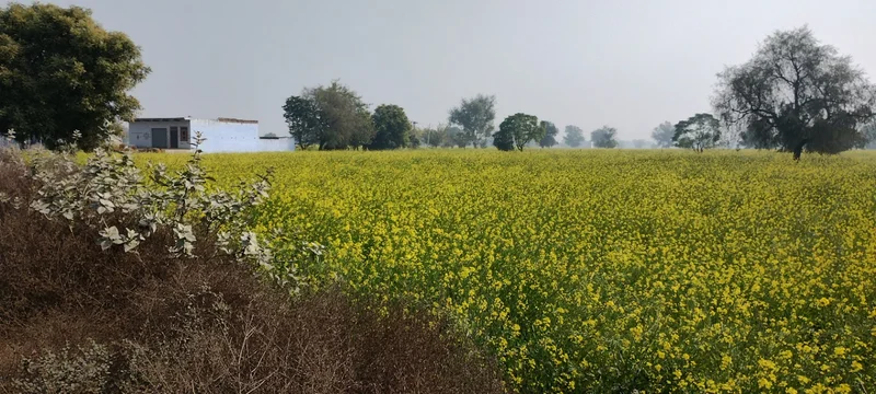 Barodameo, Rajasthan 301021, India preview 2