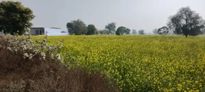 Barodameo, Rajasthan 301021, India preview 2