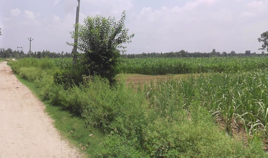 Satpura, Uttar Pradesh 247129, India