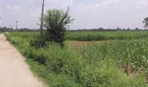 Satpura, Uttar Pradesh 247129, India preview 2